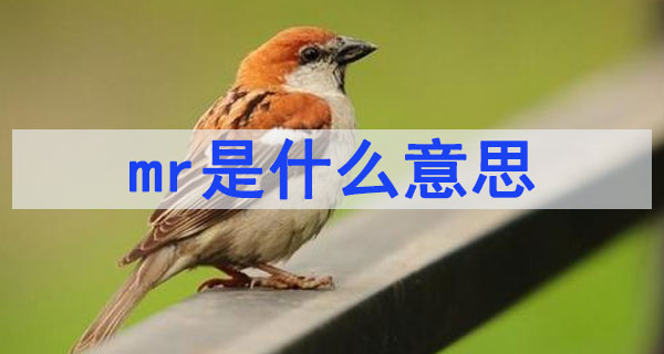 mr是什么意思網絡用語
