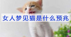 女人夢見貓是什么預兆