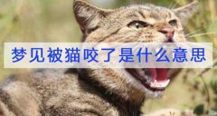夢見被貓咬了是什么意思