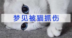 夢見被貓抓傷